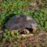 MAR - Lake Seminole Jan 24-15