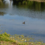 MAR - Lake Seminole Jan 24-18