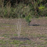 MAR - Lake Seminole Jan 24-37