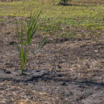 MAR - Lake Seminole Jan 24-38