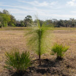 MAR - Lake Seminole Jan 24-45