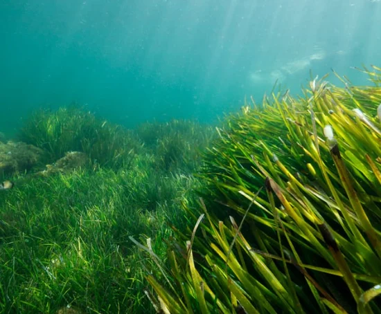 Screenshot2025-08-19at10.53.47E280AFAM