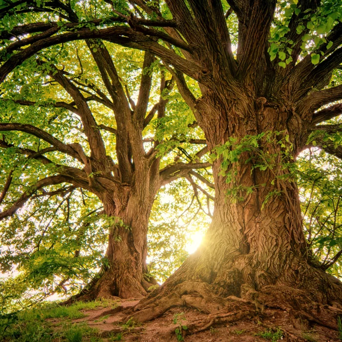 Untitled+design+(28)